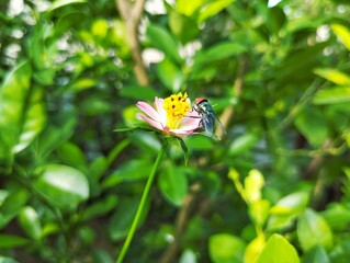 Fly sitting on cosmos caudatus flower 
