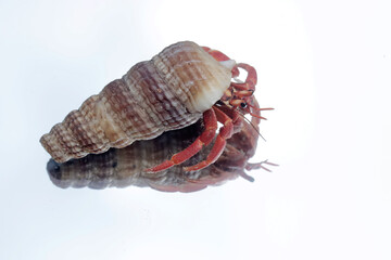 The reflection of a hermit crab on the surface of clear water. This animal that lives on sandy beaches has the scientific name Paguroidea sp.