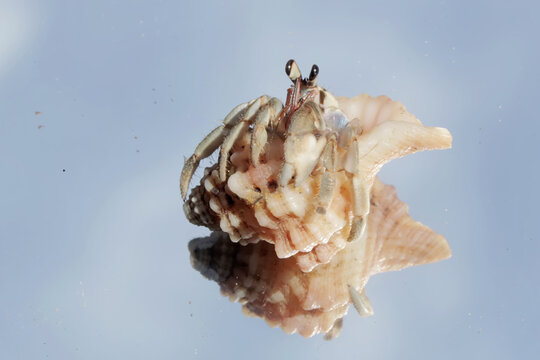 The reflection of a hermit crab on the surface of clear water. This animal that lives on sandy beaches has the scientific name Paguroidea sp. - Powered by Adobe
