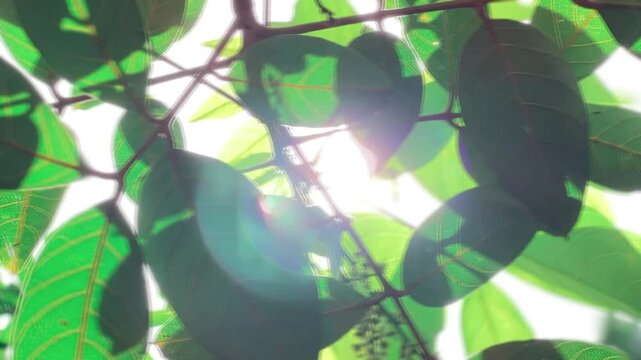 Green Rambutan Leaves Under The sun