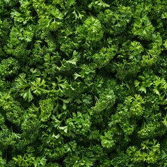 Fototapeta premium Green parsley texture background, petroselinum crispum leaves pattern, fresh herbal leaves banner