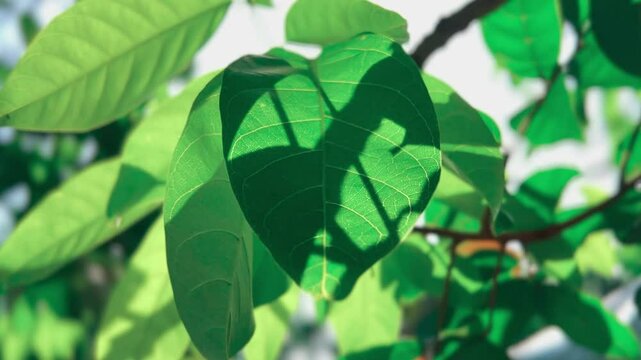 Green Rambutan Leaves Under The sun