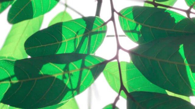 Green Rambutan Leaves Under The sun