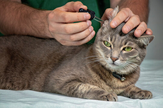 close-up of a male veterinarian's hands putting drops into the ear of a gray cat. The pet was examined at the veterinary clinic. Soft Focus
