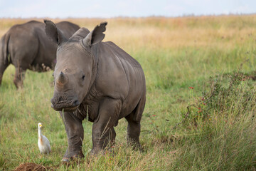 Obraz premium white rhino calf on green grassland