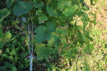 Close-up of blue Bordeaux mixture on a green vine leaves and grapes in the vineyard. Organic fungicide made with copper sulphate and calcium oxide on plant 