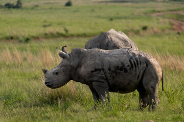 Obraz premium a white rhino calf in a green field, Rietvlei Nature Reserve, South Africa