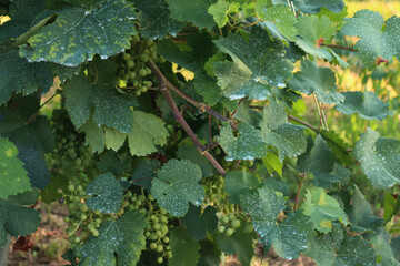 Close-up of blue Bordeaux mixture on a green vine leaves and grapes in the vineyard. Organic fungicide made with copper sulphate and calcium oxide on plant 