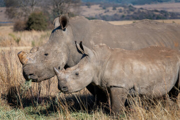 Obraz premium Close up of juvenile white rhino and mother grazing side by side, Rietvlei Nature Reserve, South Africa