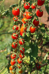  Datterino or Cherry tomatoes plants  in the vegetable garden on summer