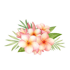 Plumeria flowers watercolor illustration isolated. Frangipani flowers template in botanical style for banners, patterns and posters