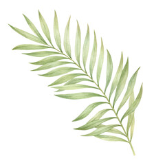 Palm branch watercolor illustration isolated.