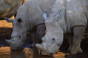 Obraz premium Two white rhino drinking side by side at a waterhole in Pilanesberg national Park, South Africa