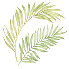 Palm leaves on a white background. Tropical plant leaves in botanical style watercolor illustration isolated