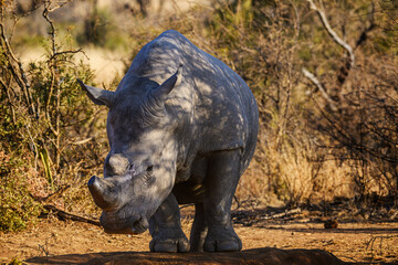 Fototapeta premium Closeup frontal photo of a white rhino, Pilanesberg National Park, South Africa