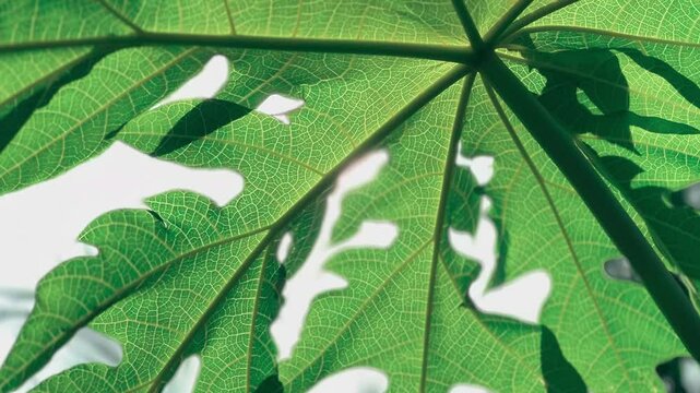 Green papaya leaves under the sun footage