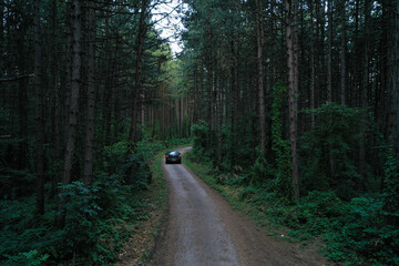 Fototapeta premium The Charm of an Old Forest Trail
