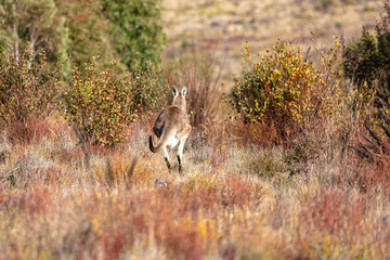 Photograph of an Australian Wallaby in bushland in the Blue Mountains in New South Wales, Australia.