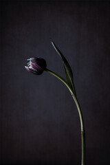 Obraz premium Blue tulip in studio lighting on old dark canvas background