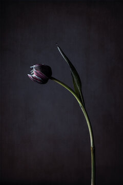 Blue tulip in studio lighting on old dark canvas background