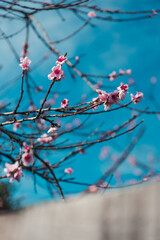 plum tree with pink blossoms, telephoto shot at shallow depth of field