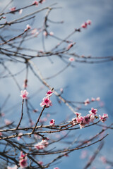 plum tree with pink blossoms, telephoto shot at shallow depth of field
