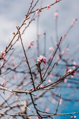 plum tree with pink blossoms, telephoto shot at shallow depth of field