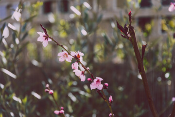 peach tree with pink blossoms, telephoto shot at shallow depth of field