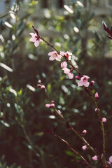 peach tree with pink blossoms, telephoto shot at shallow depth of field