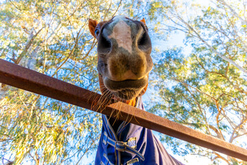 Photograph of race horse in an outdoors livery yard near the race track in the township of Tumut in the Snowy Mountains in regional New South Wales in Australia.