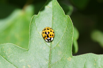 Orange, yellow harlequin ladybird (Harmonia axyridis f. succinea) on a field maple leaf. Family coccinellidae. Dutch garden. Summer, August