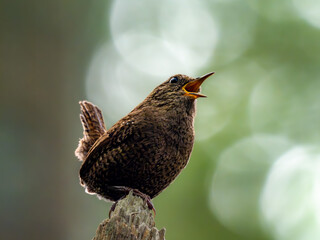 森の中の木陰で枯れ木の上でさえずるミソサザイ