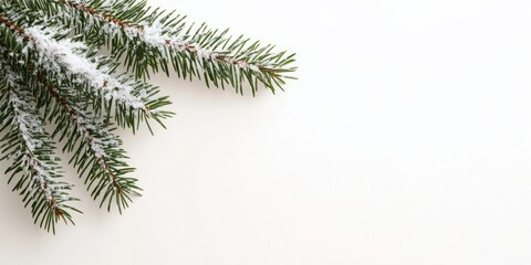  Snow-covered evergreen branches against a plain white background, emphasizing winter season and natural beauty, horizontal photograph, suitable for winter-themed designs or holiday season imagery

Co