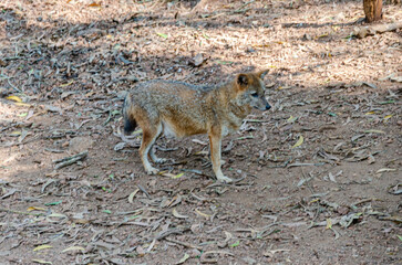 Fototapeta premium A lonely jackal