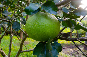 Pomelo fruit on the plant