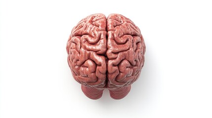 Isolated brain on a white background viewed from above 3D rendering with high resolution details