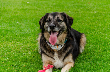 German Shepard, Collie crossbreed dog black and tan in colour lying on the grass with a red ball at...