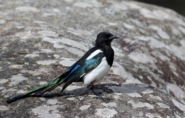 Magpie