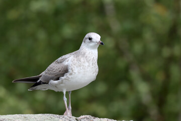 Young common gull