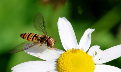 Hoverfly