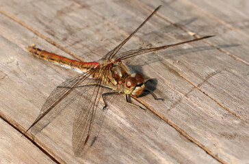 Dragonfly