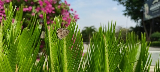 Butterflies of the Euchrysops cnejus species perched on fern trees