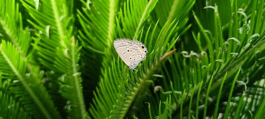 Butterflies of the Euchrysops cnejus species perched on fern trees