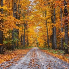 Fototapeta premium Autumn forest road in autumn leaves background