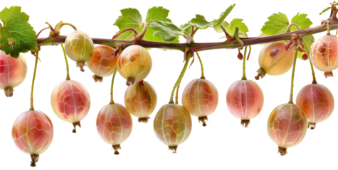 Bunch of gooseberries hanging from a branch