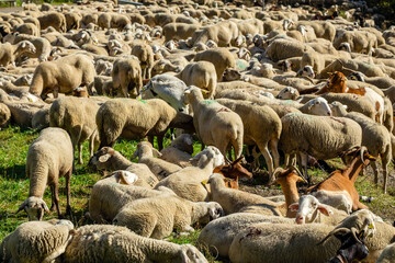 Fototapeta premium transhumant herd resting next to the river Valira de Castanesa, municipality of Montanuy, Ribagorza, province of Huesca, Aragon, Cordillera de los Pirineos, Spain