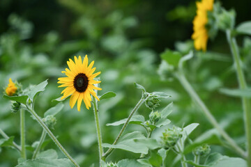 小さいひまわりの美しさ