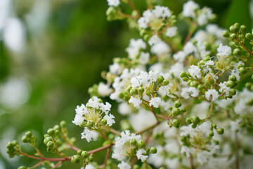 優美な白いサルスベリ