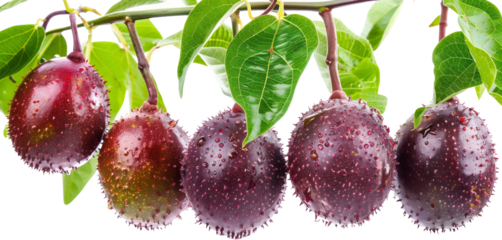 Passion fruits hanging on tree