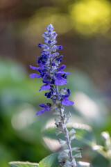 Fototapeta premium Decorative sage blooms